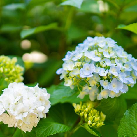 Hortensia macrophylla mme emile mouillere - Hydrangea macrophylla mme emile mouillere Pot 3L (1/2)