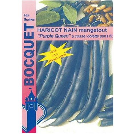 Haricot nain mangetout 'Purple Queen' le sachet de 250 graines environ (90g)
