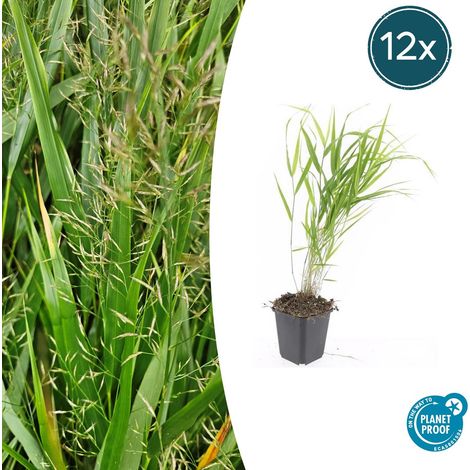 Graminée Ornementale Hakonechloa macra Plante Couvre-Sol Jardin Ombragé Vert - Lot de 12 (1/5)