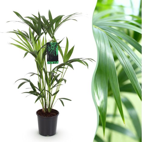 Palmier Kentia Howea Forsteriana - Plante d'Intérieur Facile - Pot Ø 19 cm - Hauteur 80-85 cm - PANGIVO (1/5)