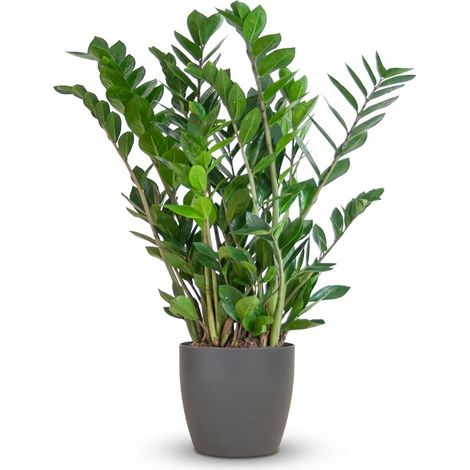 Zamioculcas Zamiifolia Plante ZZ d'Intérieur Résistante avec Pot Gris Biodégradable 80 cm Ø21 cm - PANGIVO (1/4)