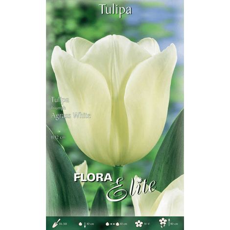 TULIPANO TRIUMPH AGRASS WHITE (CONFEZIONE DA 7 BULBI)