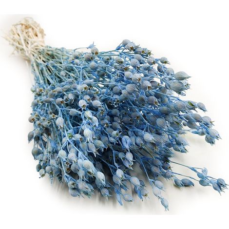 Silène - Bleu Bleu (1/5)