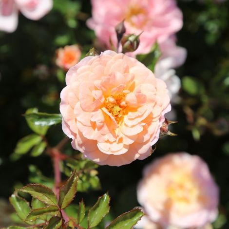 Gardenaria Rose cespugliosa 'Apricot drift' Meilland - Rosa da giardino - Altezza: 40 cm (vaso 17) (1/2)