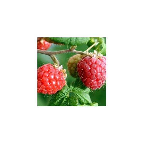 Lampone Rubus idaeus Dorotea rifiorente – Frutti dolci estivi (1/4)