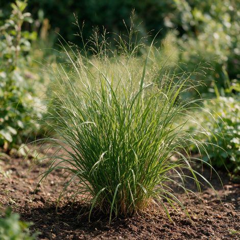 Rroseau de Chine sinensis Little Miss 20cm Pot 9cm - Miscanthus sinensis Little Miss (1/4)