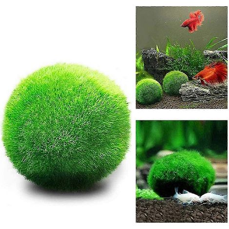 2025 Medium Moss Blle, Aquarium Dekor, Erbstück Geschenk, Geliebt von Aquarium Haustiere, 10 Blle (1/5)