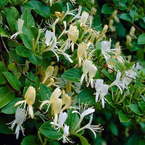 Chèvrefeuille du Japon 'Halliana' - 50-60 cm pot