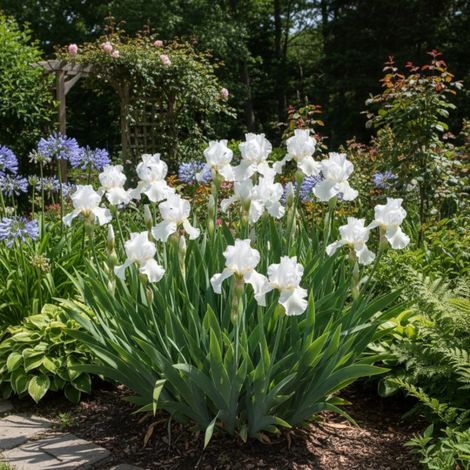 Iris des jardins Glacier/Godet - 5/20 cm (1/5)