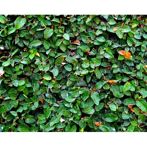 Pack de 4 Plantas de Ficus Pumila. Green Sunny. Rastrera Colgante