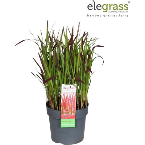 Herbe sanglante Red Baron 30/40cm Pot 19cm - Imperata cylindrica Red Baron