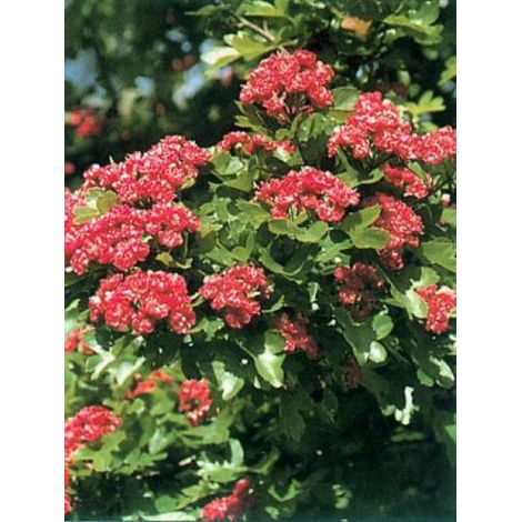 Aubépine, épine à fleurs 'Paul's Scarlet' Pot de 7,5L/10L