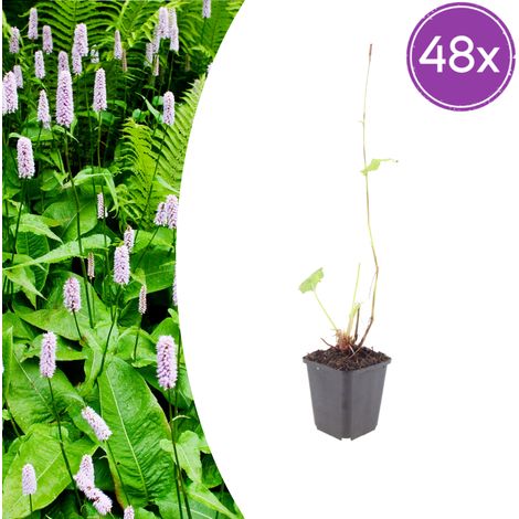 Lot de 48 Persicaria amplexicaulis 'Alba' Renouée Vivace à Fleurs Blanches Pot Ø9cm 10-25cm - PANGIVO (1/5)