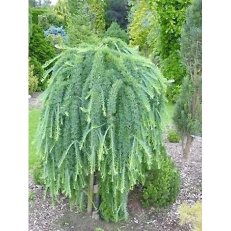 Mélèze du Japon 'Stiff Weeping' Pot de 4L/5L, Tige, Tige de 120 cm