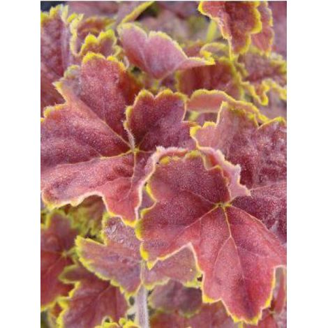 Heuchère 'Miracle'® Godet de 8/9 cm (1/3)