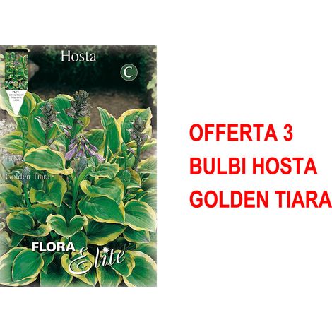 OFFERTA 3 BULBI HOSTA GOLDEN TIARA