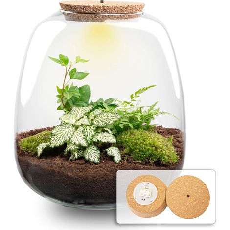 Terrarium de Plantes Kit DIY avec Bouchon LED Ø 23 cm H 25 cm Hedera White - PANGIVO (1/4)