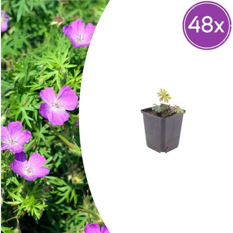 Lot de 48 Géraniums Sanguins Geranium sanguineum Vivace Rose Vif Pot Ø9cm Hauteur 10-25cm - PANGIVO (1/5)