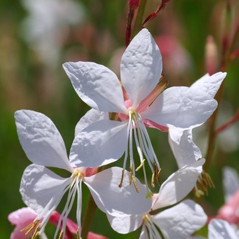 4 x Gaura lindheimeri - godet 9x9 cm (1/4)