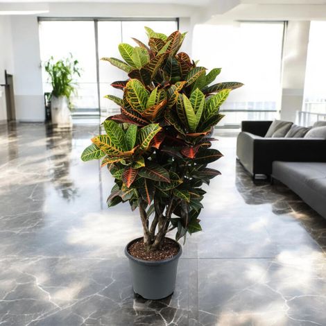 Gardenaria Codiaeum variegatum 'Petra' - Pianta da interno ornamentale - Altezza: 50 cm (vaso 17)
