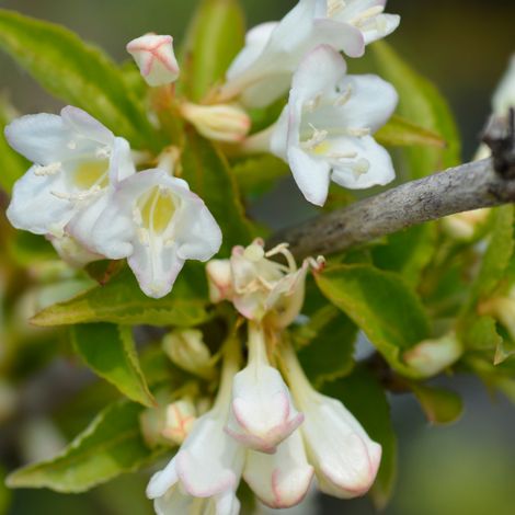 Weigela snowflake - Weigela snowflake 40/60 cm Pot 3L