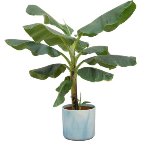 Bananier Musa Plante Verte d'Intérieur avec Pot Bleu Atlantique Ø22 cm - Hauteur 110 cm - PANGIVO