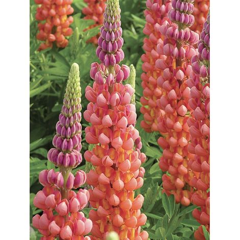 Lupin 'West Country Terracotta ' Pot de 10 cm/11cm