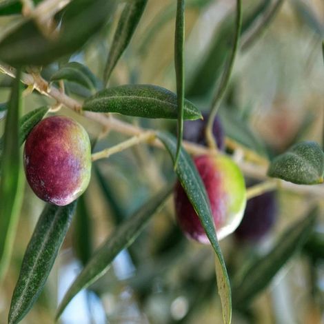 PIANTA DI ULIVO FRANTOIO in vaso 24 - età 3/4 anni (foto reali)