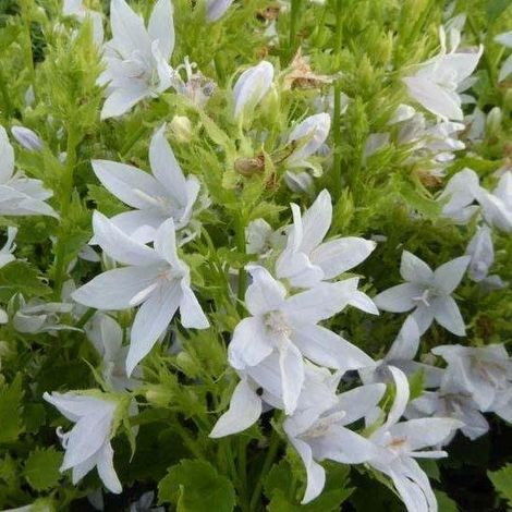 6x Campanula poscharskyana 'EH Frost' - Cloche - Pot 9x9 cm