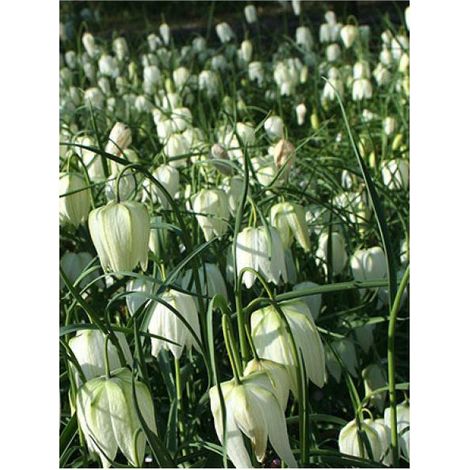 Fritillaire meleagris 'Alba' Bulbe calibre 5+ (par 10) (1/2)
