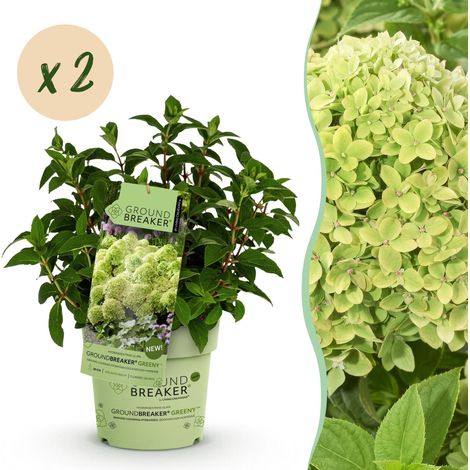 Hortensia Paniculée Groundbreaker Greeny - Lot de 2 Plantes Rustiques - Crème et Vert - Pot 14cm - PANGIVO (1/5)