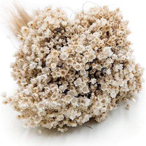 Getrocknete Glixia (Glycine Marcela) – Naturweiß (1/5)