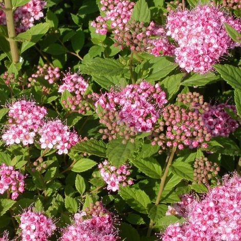 Spirée du Japon Little Princesse, Spiraea/Pot de 3L - 20/40 cm (1/4)