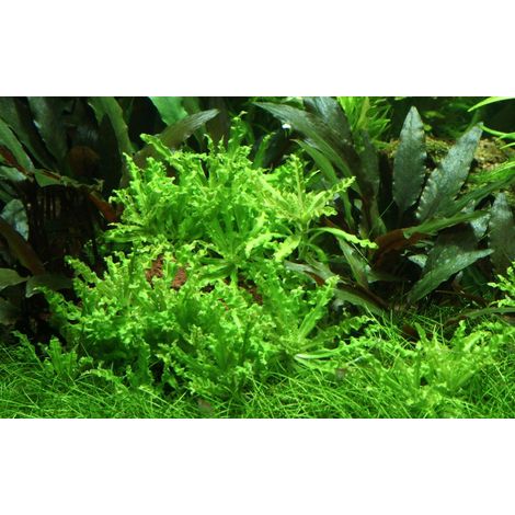 Aquarium Pflanze Pogostemon helferi Nr.053H