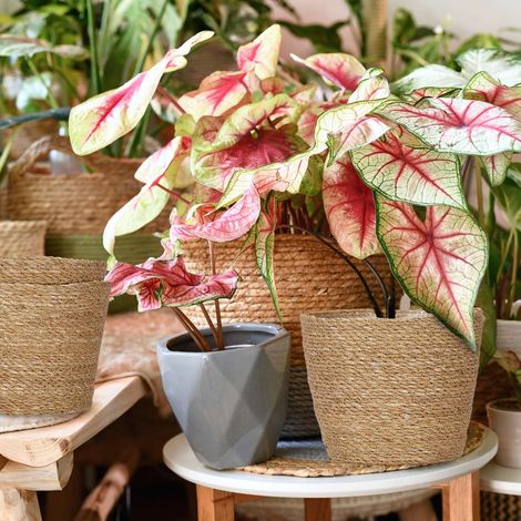 Ensemble de 3 pots de fleurs dinterieur en osier (1/5)