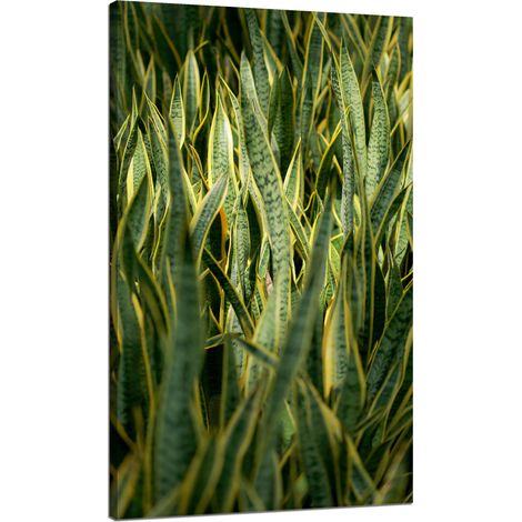 Leinwanddruck „Botanik Grünes Gras“ 70 x 120 cm