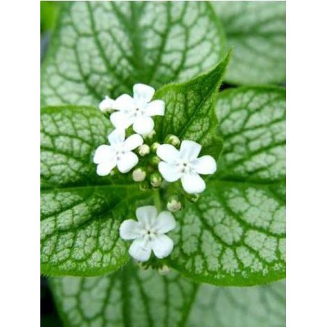 Buglosse de Sibérie 'Mr Morse'® Godet de 8/9 cm (1/2)