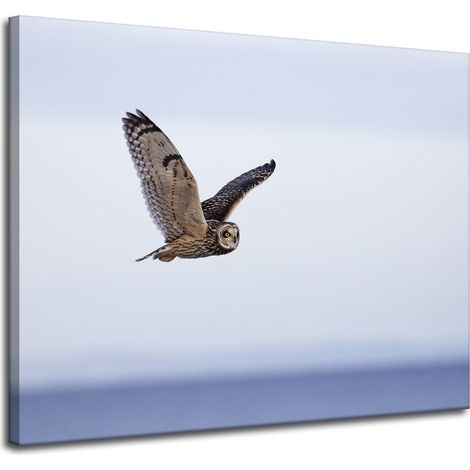 Leinwanddruck Tiere Eule im Flug 100x80 cm
