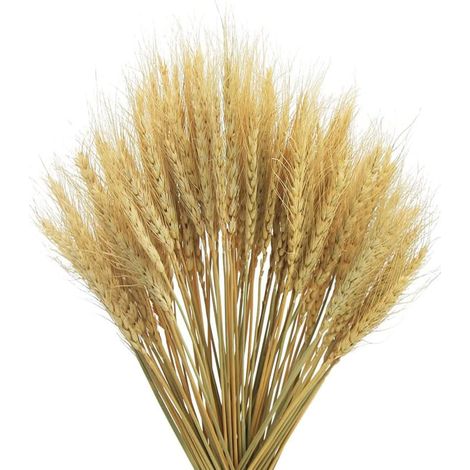 Epis De Blé Séchés - Décoration Naturelle Pour Mariage Bohème Et Fête Rustique - Lot De 100 (1/5)