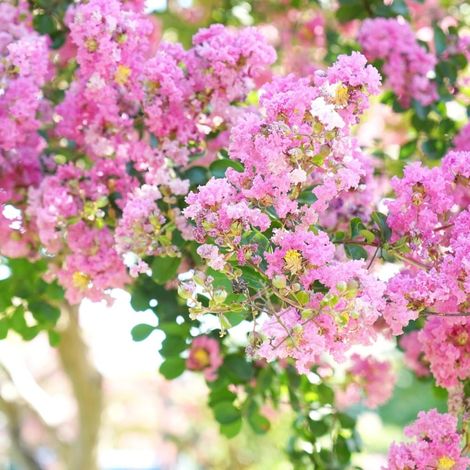 Lilas des Indes Jacqueline Desmartis, Lagerstroemia/Pot de 3L - Touffe