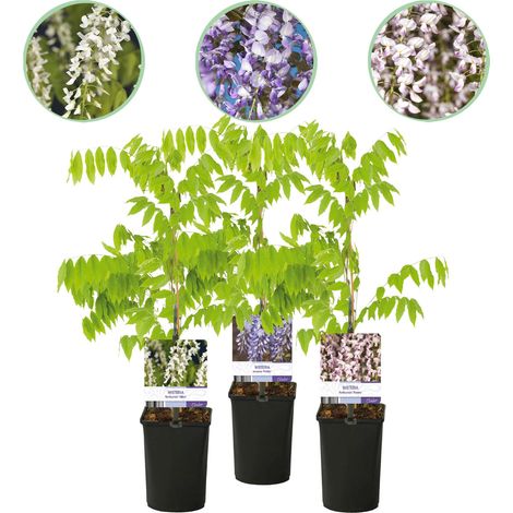 Glycine de Chine Tricolore Wisteria floribunda - 3 Plantes Fleurs Bleues Roses Blanches - Pot 11 cm - PANGIVO (1/5)