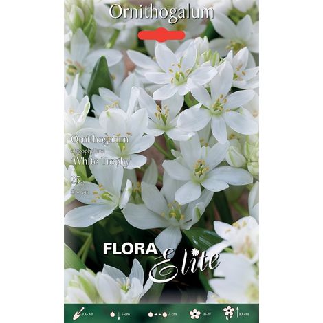 NARCISO MULTI-FLOWERED SIR WINSTON CHURCHILL (CONFEZIONE DA 5 BULBI)