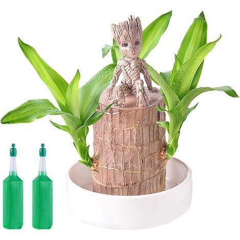 Plante porte-bonheur brésilienne en pot. petite plante verte facile d'entretien. idéale pour la décoration de bureau. pour adultes et enfants. Couleur : C (1/4)