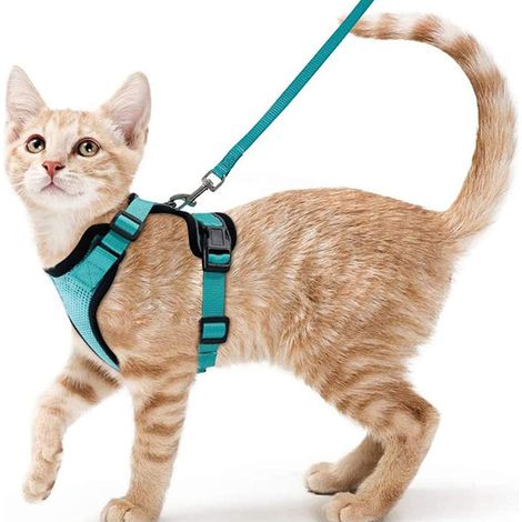 Verstellbares Lake Blue Katzen-/Hundegeschirr S – Atmungsaktive reflektierende Weste – Kaninchen, Europäische Katze, Maine Coon, Perser – Leinenbefestigung (1/5)