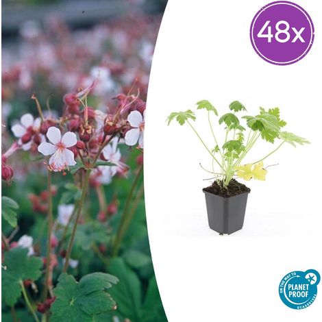 Lot de 48 Géraniums Vivaces Macrorrhizum Spessart Couvre-sol Fleurs Blanches 10-25 cm Pot Ø9 cm - PANGIVO (1/5)