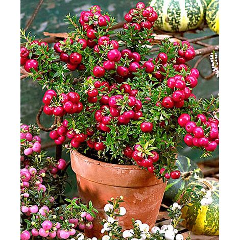 GAULTHERIA PERNETTYA ROSSA VASO 11CM