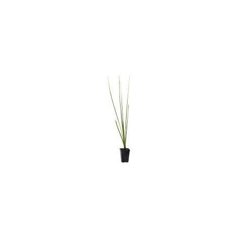 Dasylirion texanum – Plante ornementale rustique pour jardins méditerranéens (1/4)