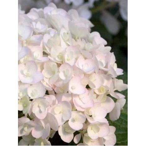 Hortensia 'Endless Summer'® The Bride Pot de 12L/15L