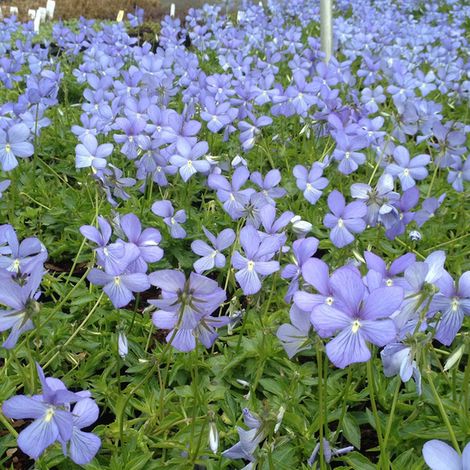 4 x Violette cornue  - Viola 'Boughton Blue'  - godet 9x9 cm (1/4)