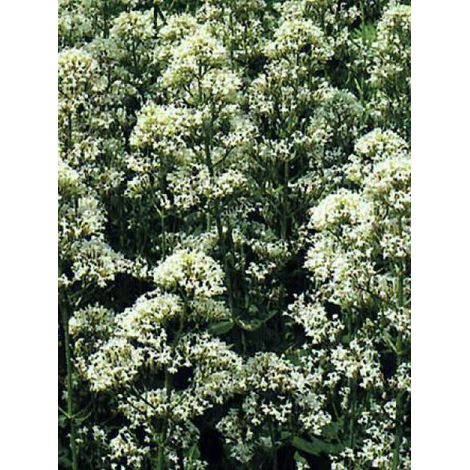 Centranthus ruber 'Alba' Godet de 8/9 cm (1/3)